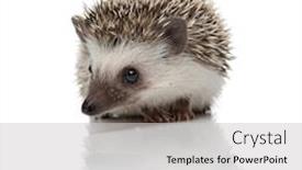  Presentation with alert - Theme featuring adorable-african-hedgehog-with-spiky background and a light gray colored foreground