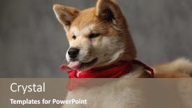  Presentation with tongue - Audience pleasing slide deck consisting of adorable-akita-inu-dog-wearing backdrop and a gray colored foreground