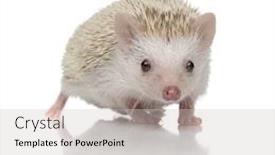  Presentation with studio - PPT theme enhanced with adorable-albino-hedgehog-with-white background and a light gray colored foreground
