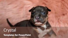  Presentation with bully - Beautiful slides featuring adorable-american-bully-puppy-smiling backdrop and a tawny brown colored foreground