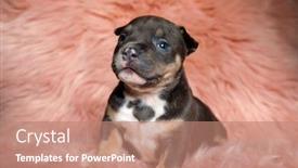  Presentation with bully - Amazing PPT layouts having adorable-american-bully-puppy-smiling backdrop and a coral colored foreground