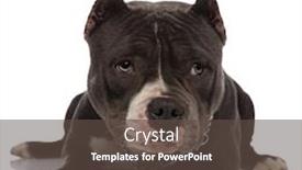  Presentation with bully - Slides enhanced with adorable-american-bully-wearing-chain background and a dark gray colored foreground