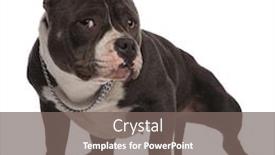  Presentation with bully - Audience pleasing slide deck consisting of adorable-american-bully-wearing-collar backdrop and a gray colored foreground