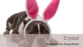  Presentation with bully - PPT theme having adorable american bully wearing rabbit ears headband lying on white background with head down background and a light gray colored foreground