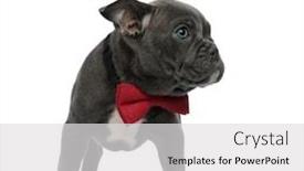  Presentation with bully - PPT theme consisting of adorable american bully wearing red bow tie looking to side standing isolated on white background full body background and a light gray colored foreground