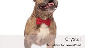  Presentation with bully - Presentation consisting of adorable american bully wearing sunglasses and red bowtie panting and sticking out tongue standing isolated on white background full body background and a light gray colored foreground