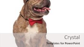 Presentation with bully - Beautiful slide deck featuring adorable-american-bully-wearing-sunglasses backdrop and a light gray colored foreground