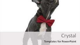  Presentation with bully - Cool new PPT theme with adorable american bully wearing a red bowtie jumping and looking up side standing isolated on white background full body backdrop and a white colored foreground