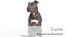  Presentation with blue eyes - Presentation theme featuring adorable-american-staffordshire-terrier-dog background and a white colored foreground