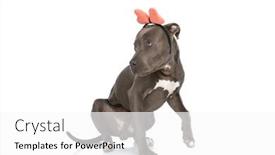  Presentation with american - Slide set featuring adorable-american-staffordshire-terrier-dog background and a white colored foreground