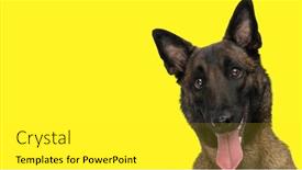  Presentation with puppy - Theme having adorable-and-very-expressive-belgian background and a white colored foreground