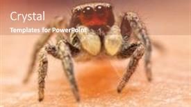  Presentation with spider - PPT theme featuring adorable-and-very-tiny-male background and a red colored foreground