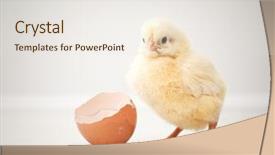 Presentation with chick - Audience pleasing presentation theme consisting of adorable baby chicken backdrop and a sky blue colored foreground