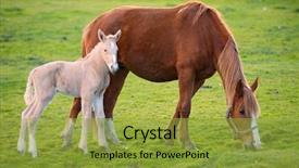 Presentation with mother baby - Amazing slide set having adorable baby horse with its mother eating green grass backdrop and a gold colored foreground