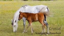 Presentation with horse - Cool new presentation theme with adorable baby horse with its mother eating green grass backdrop and a gold colored foreground