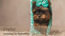  Presentation with baby - Slide deck having adorable-baby-yorkie-dog background and a coral colored foreground