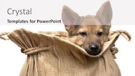  Presentation with german - Colorful presentation enhanced with adorable-begging-german-shepherd-puppy backdrop and a  colored foreground