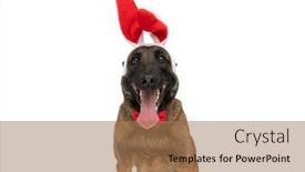  Presentation with tongue - Slides enhanced with adorable-belgian-malinois-dog background and a coral colored foreground