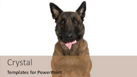  Presentation with pink white - Slide set consisting of adorable-belgian-shepherd-dog background and a coral colored foreground