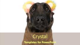  Presentation with puppy - Slides featuring adorable-belgian-shepherd-puppy-wearing background and a tawny brown colored foreground