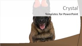  Presentation with puppy - Slides enhanced with adorable-belgian-shepherd-puppy background and a white colored foreground