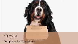  Presentation with adoption - Theme enhanced with adorable-berna-shepherd-dog background and a coral colored foreground