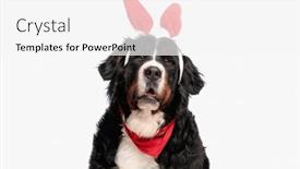  Presentation with bunny - Slide set having adorable-berna-shepherd-pup-wearing background and a white colored foreground