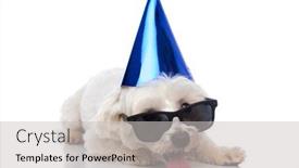  Presentation with blue and silver birthday - PPT theme consisting of adorable-bichon-dog-wearing background and a light gray colored foreground