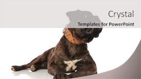  Presentation with brown leather - Presentation theme featuring adorable black boxer lying on white background with a brown leather spiked collar looks up to side background and a light gray colored foreground