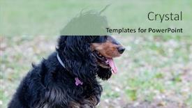  Presentation with pink-black - Slide deck featuring adorable-black-cocker-spaniel-outside background and a mint green colored foreground