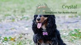  Presentation with pink-black - Amazing slides having adorable-black-cocker-spaniel-outside backdrop and a mint green colored foreground