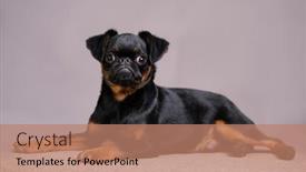  Presentation with black - Slide deck enhanced with adorable-black-petit-brabancon-dogs background and a coral colored foreground