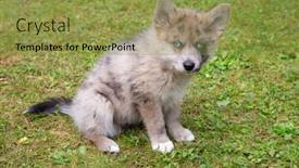  Presentation with puppy - Amazing slide set having adorable-blue-eyed-pomsky-puppy backdrop and a yellow colored foreground