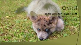  Presentation with medieval - Colorful presentation design enhanced with adorable-blue-eyed-pomsky-puppy backdrop and a yellow colored foreground