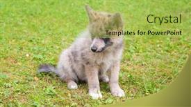  Presentation with medieval - Audience pleasing slide set consisting of adorable-blue-eyed-pomsky-puppy backdrop and a yellow colored foreground
