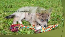  Presentation with puppy - PPT theme having adorable-blue-eyed-pomsky-puppy background and a seafoam green colored foreground