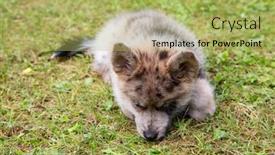  Presentation with puppy - Presentation theme with adorable-blue-eyed-pomsky-puppy background and a yellow colored foreground