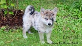  Presentation with puppy - Presentation theme consisting of adorable-blue-eyed-pomsky-puppy background and a seafoam green colored foreground