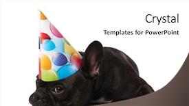 Presentation with free birthday - Slide deck with adorable bored little french bulldog background and a white colored foreground