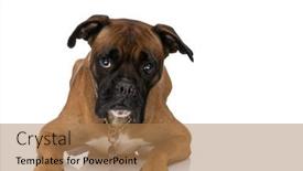  Presentation with boxer - Presentation theme having adorable-boxer-puppy-with-collar background and a  colored foreground
