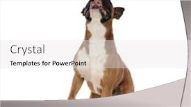  Presentation with fight two boxer boxing - Audience pleasing presentation theme consisting of hin - adorable boxer standing on his backdrop and a white colored foreground