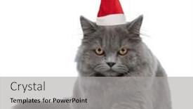  Presentation with paw - Theme enhanced with adorable-british-longhair-cat-wearing background and a light gray colored foreground