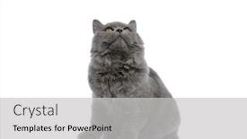  Presentation with british - Presentation theme consisting of adorable british longhair cat with gray fur sitting and looking up curious against white studio background background and a light gray colored foreground