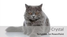  Presentation with british - Colorful theme enhanced with adorable-british-longhair-cat backdrop and a light gray colored foreground