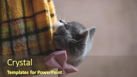  Presentation with pink cat - Audience pleasing presentation consisting of adorable-british-shorthair-cat-being backdrop and a tawny brown colored foreground