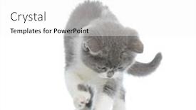  Presentation with british - Theme with adorable-british-shorthair-cat-checking background and a white colored foreground