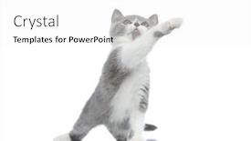  Presentation with british - Colorful presentation enhanced with adorable-british-shorthair-cat-grasping backdrop and a white colored foreground