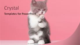  Presentation with pink cat - Slide deck having adorable-british-shorthair-cat-looking background and a coral colored foreground