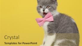 Presentation with pink cat - PPT layouts enhanced with adorable-british-shorthair-cat background and a yellow colored foreground