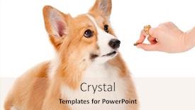  Presentation with brown - PPT theme consisting of adorable-brown-and-white-corgi background and a lemonade colored foreground